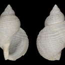 Image of Phymorhynchus major Warén & Bouchet 2001