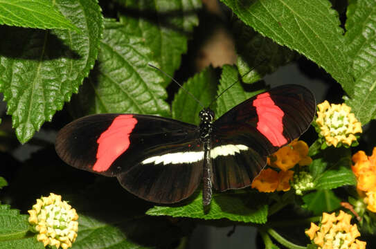 Image of Crimson Patched Longwing