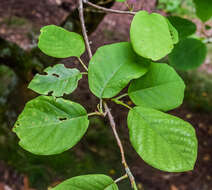 Image of Magnolia sieboldii K. Koch