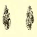 Image of Exomilus pentagonalis (Verco 1896)