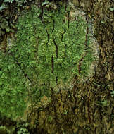 Image of Lecanora thysanophora