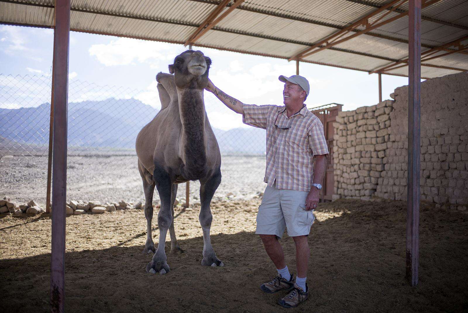 Image of Bactrian camel