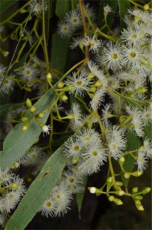 Image of Eucalyptus brownii Maiden & Cambage