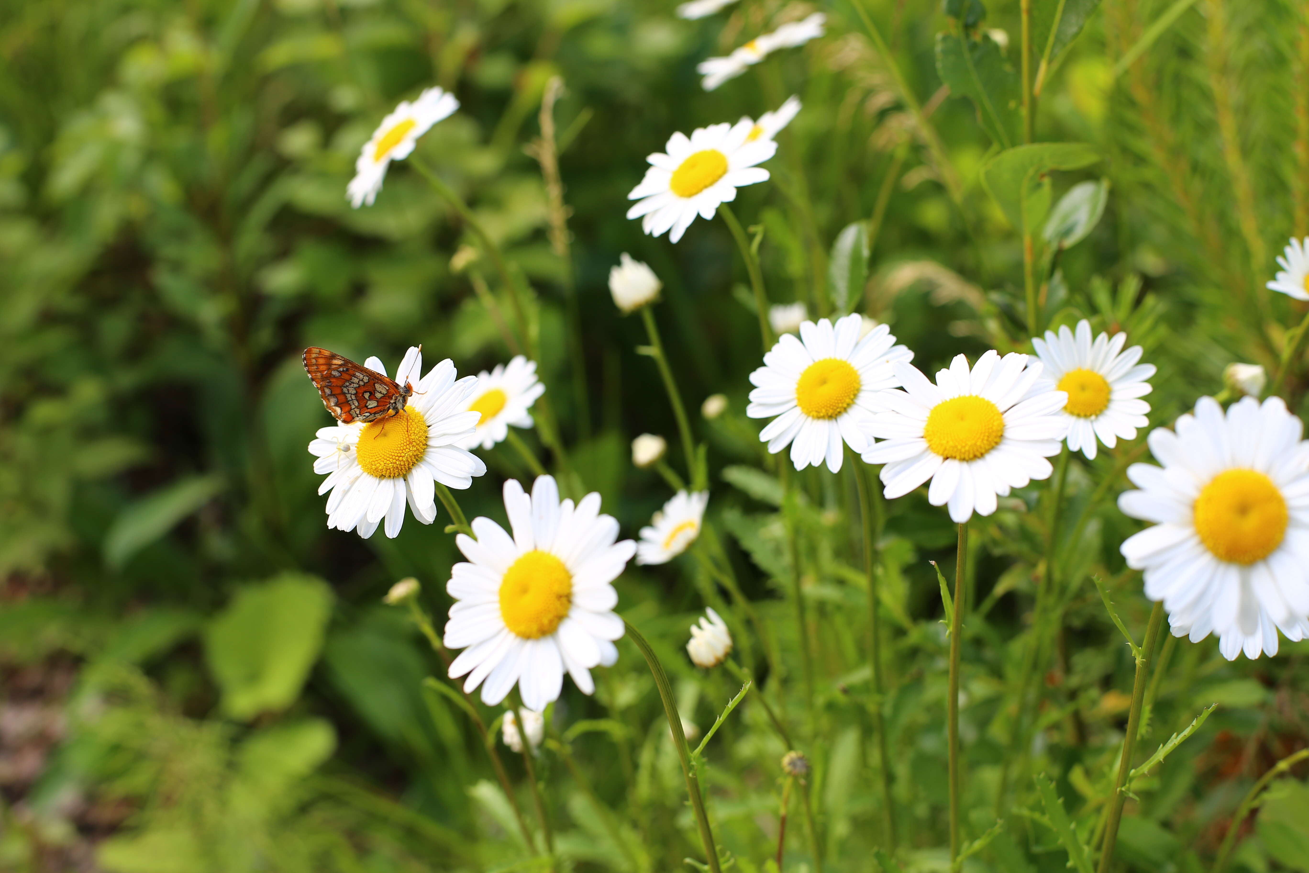 Plancia ëd Euphydryas maturna