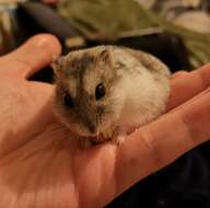 Image of hamsters