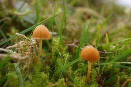 Imagem de Galerina graminea (Velen.) Kühner 1935