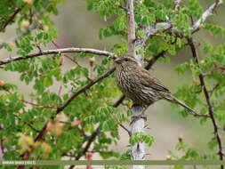 Image of Himalayan White-browed Rosefinch