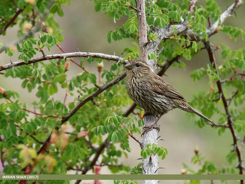 Image of Himalayan White-browed Rosefinch