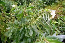 Image of black henbane