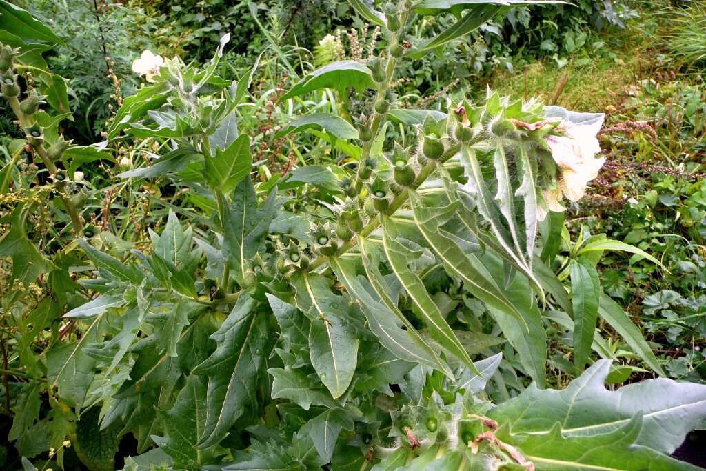 Image of black henbane