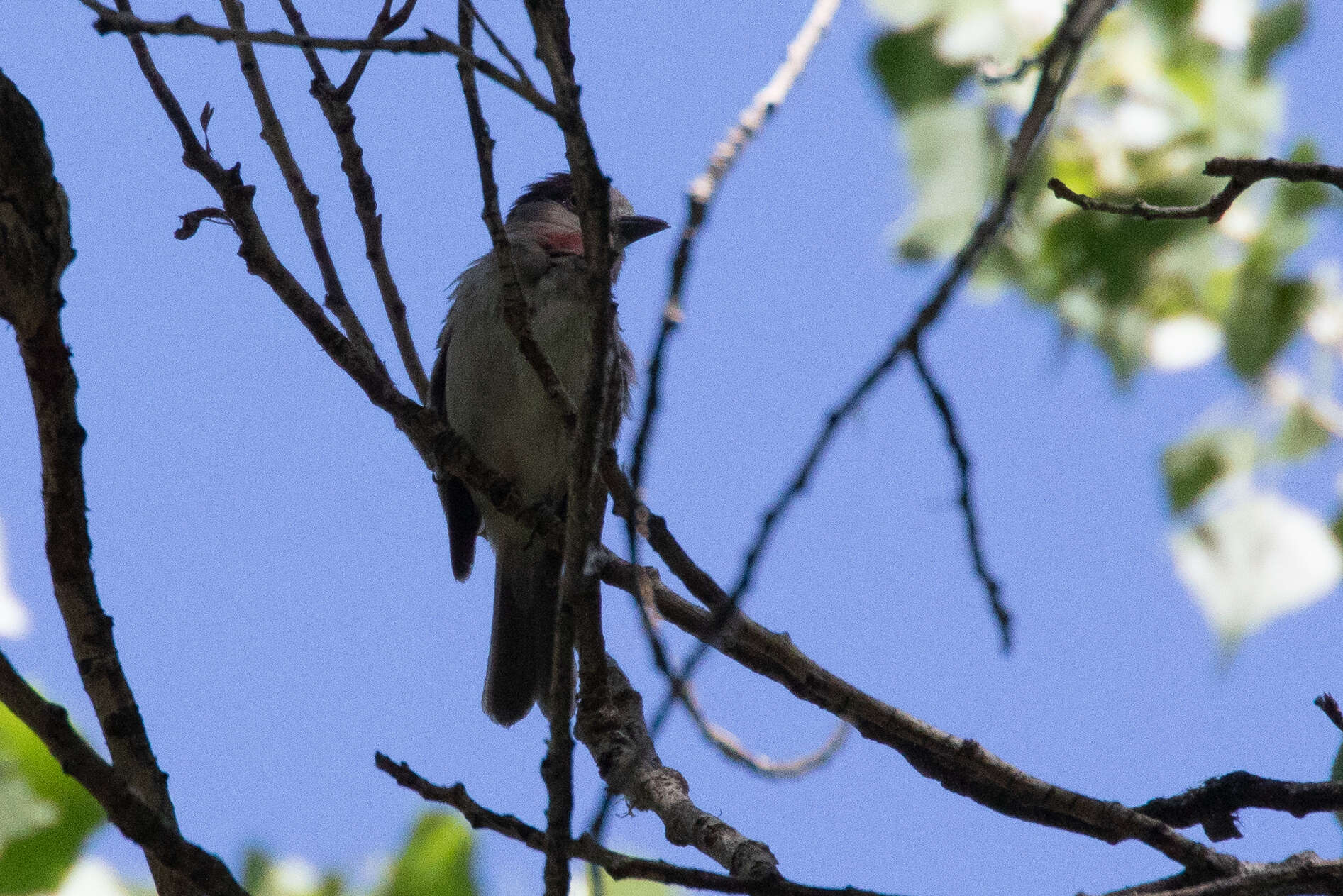 Pachyramphus aglaiae (Lafresnaye 1839) resmi