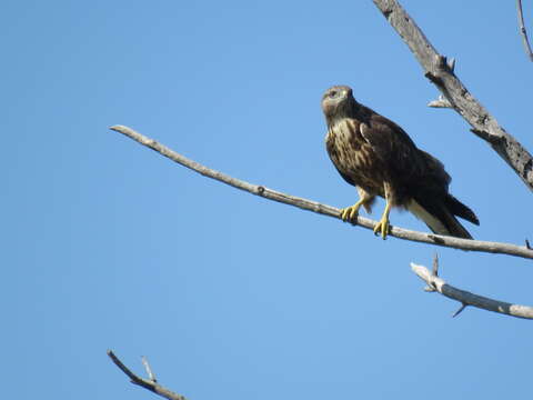 Image of Common Buzzard