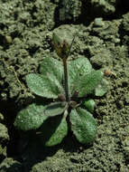 Image of Mouse-ear Cress