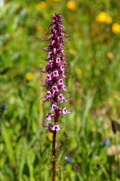 Image of elephanthead lousewort