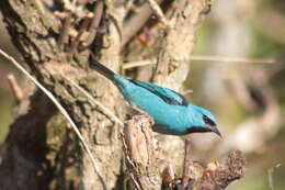 Image of Blue Dacnis