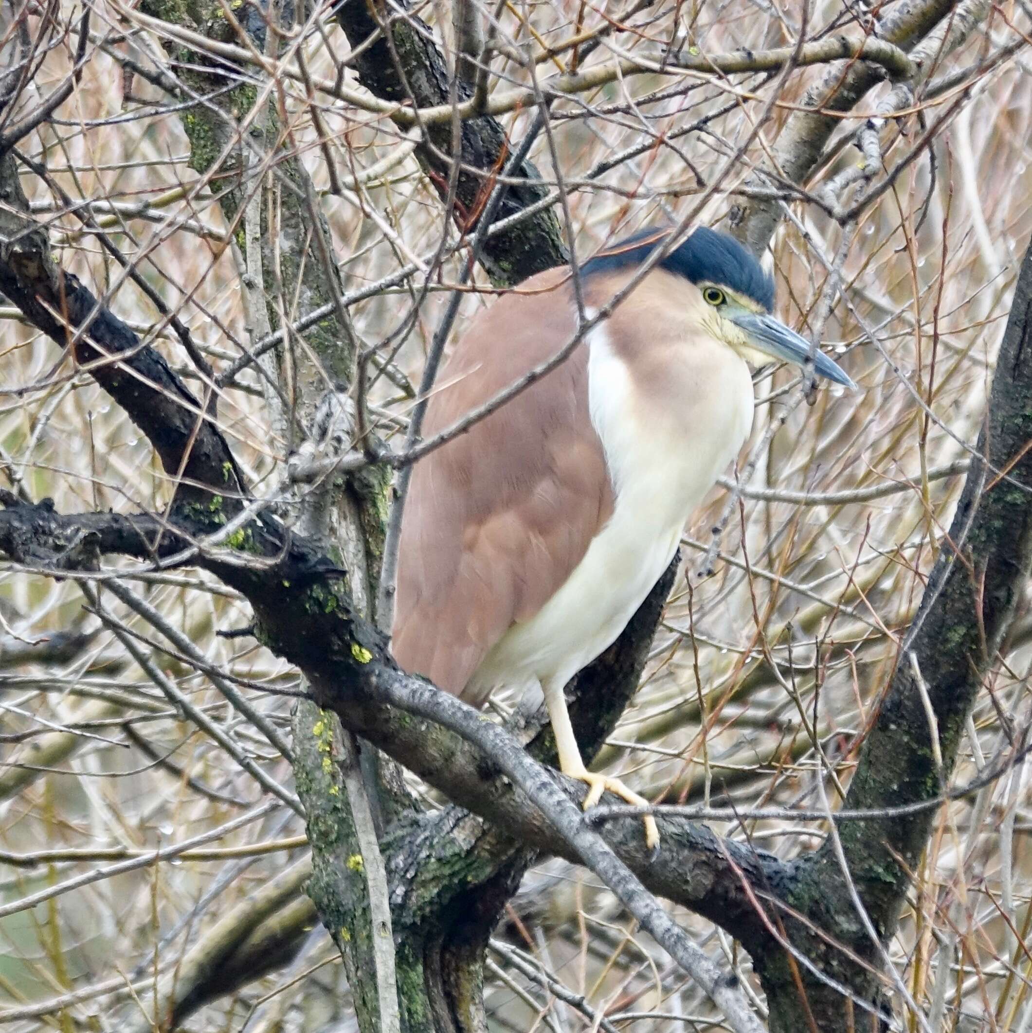 Image of Nankeen Night Heron