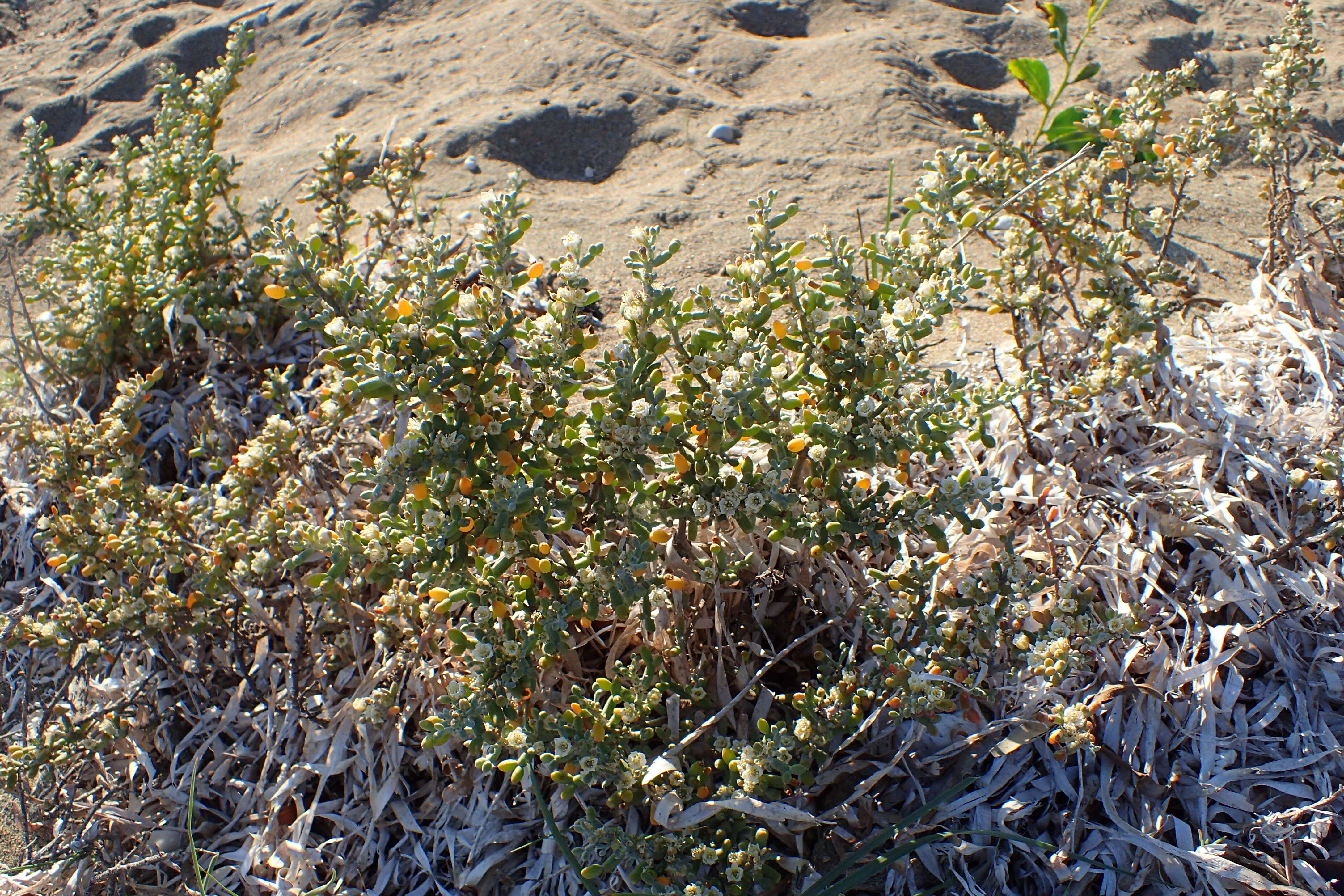 Image of Tetraena alba (L. fil.) Beier & Thulin