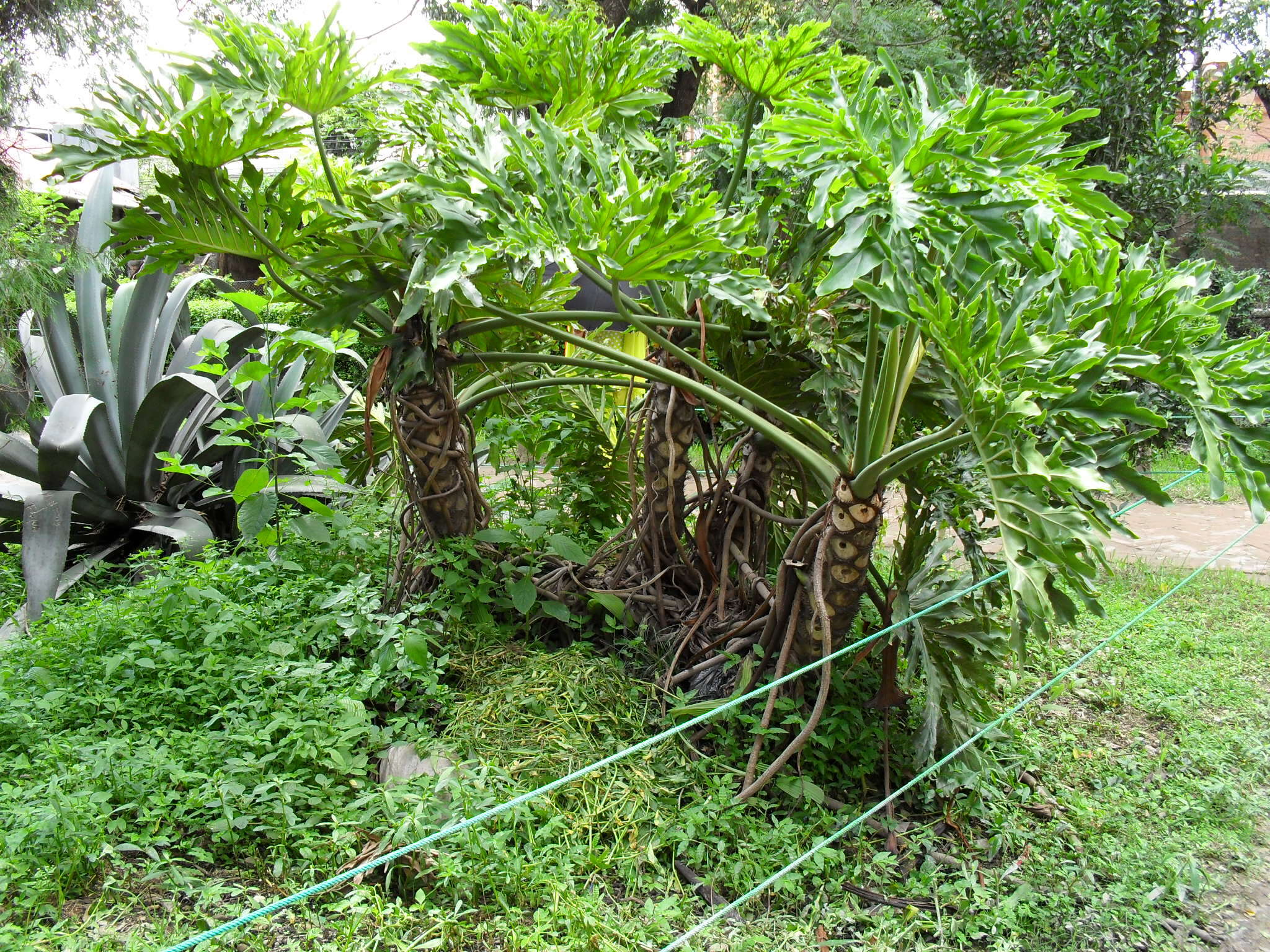 Image of philodendron