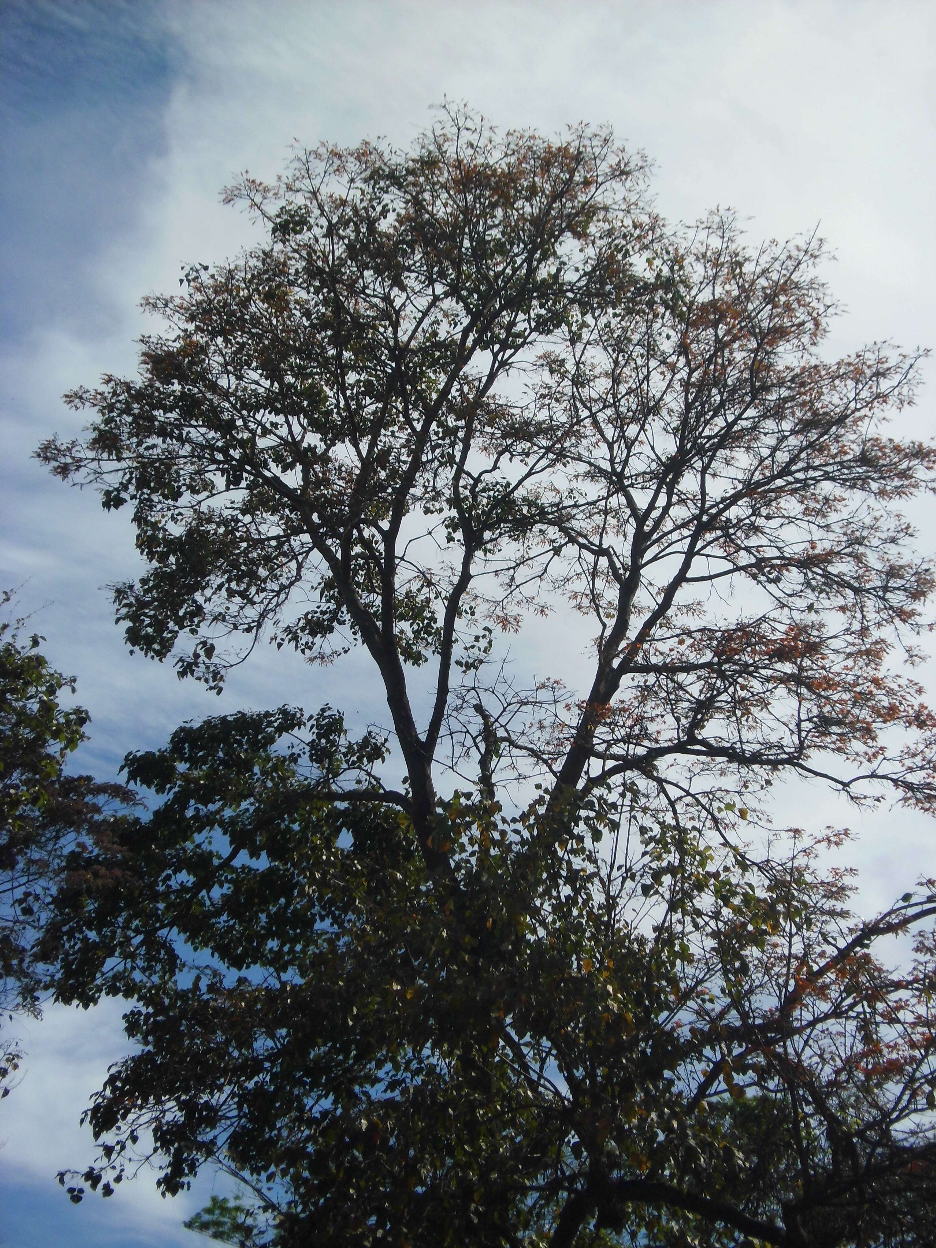 Imagem de Erythrina poeppigiana (Walp.) O. F. Cook