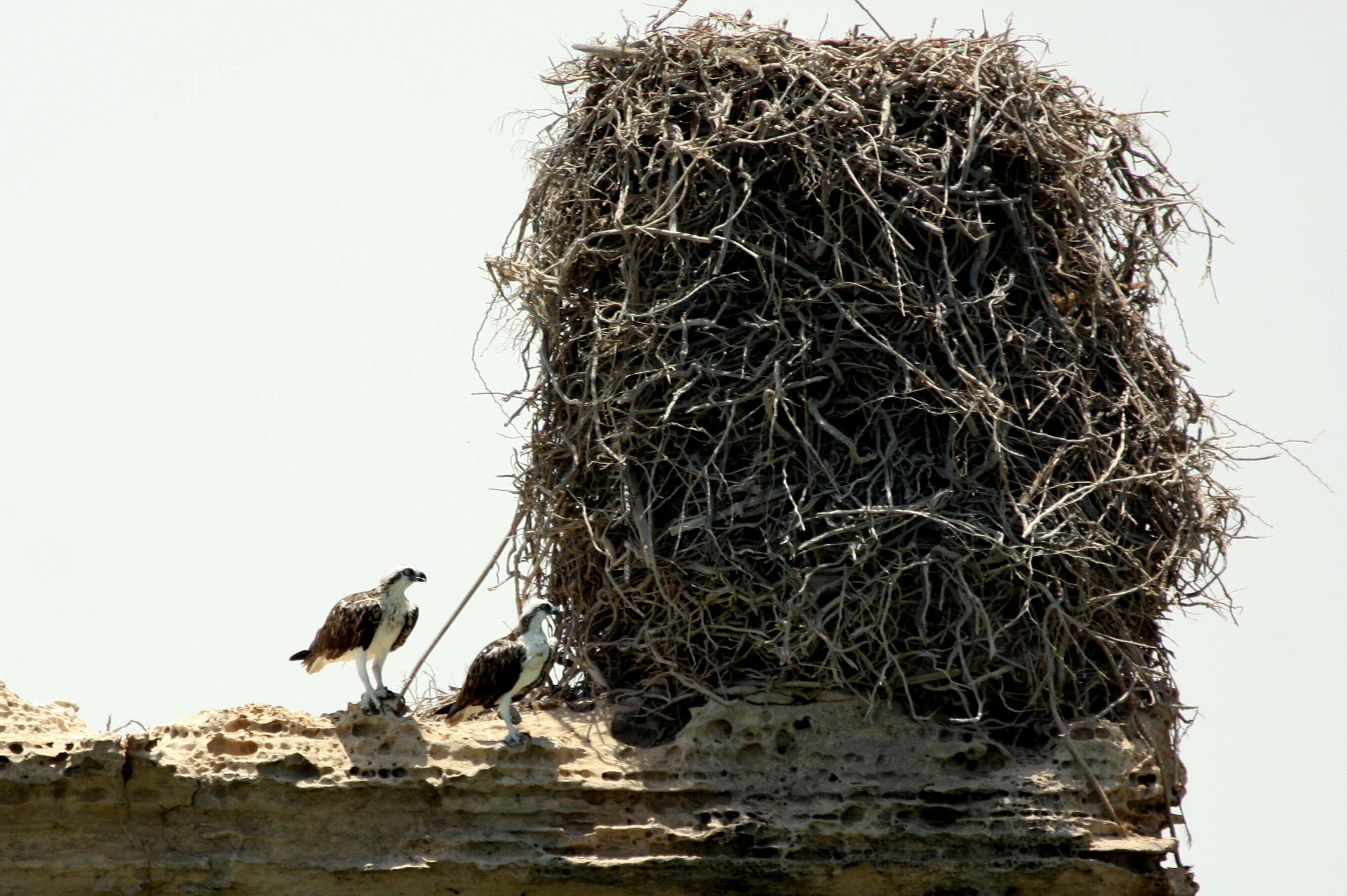 Image of ospreys