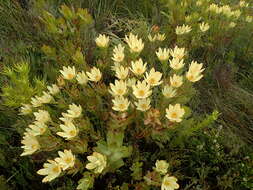 Image of Leucadendron gandogeri Schinz ex Gand.