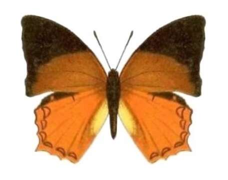 Imagem de Charaxes pleione Godart 1824