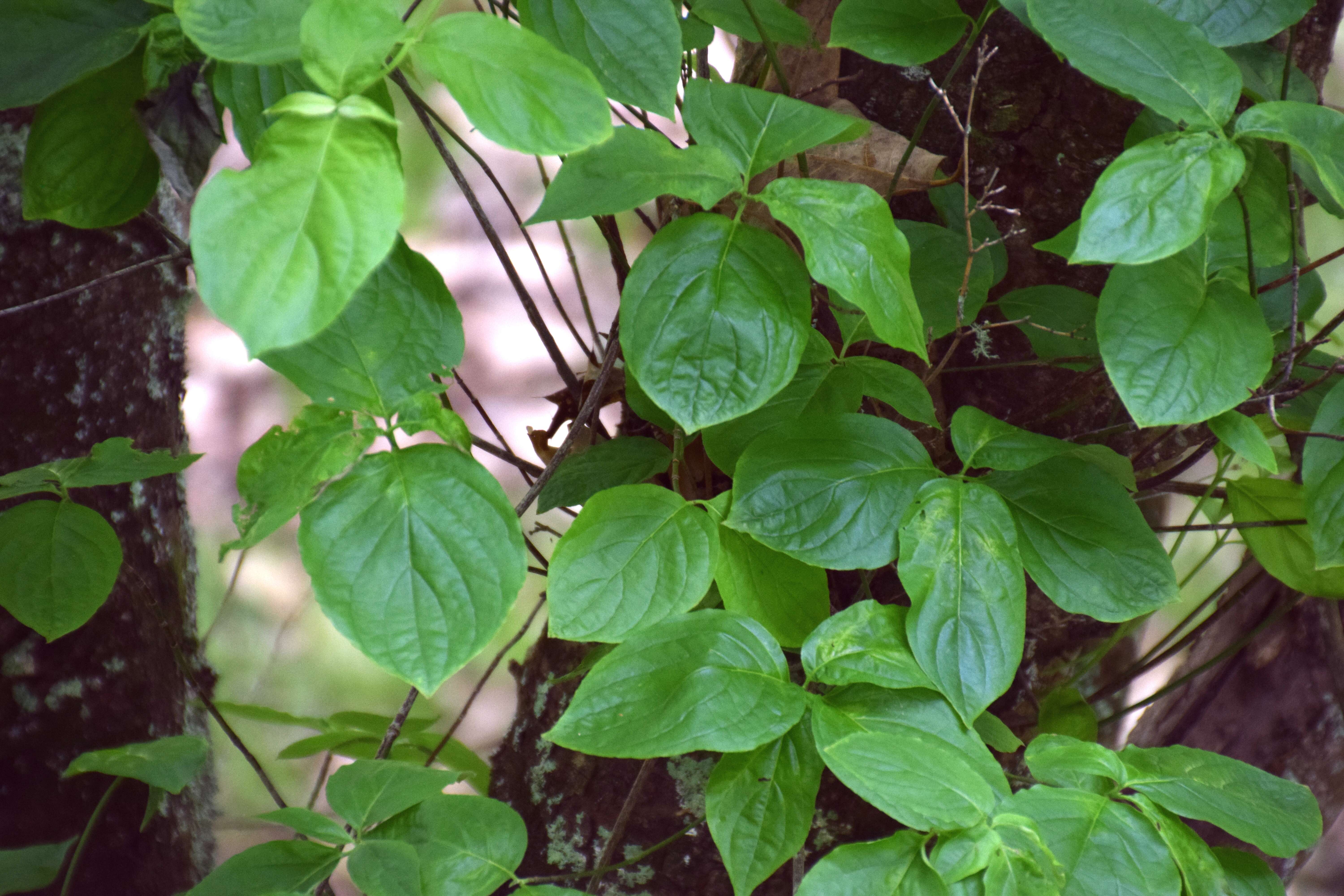 Image of Pacific dogwood