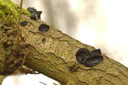 Image of Black Witches' Butter