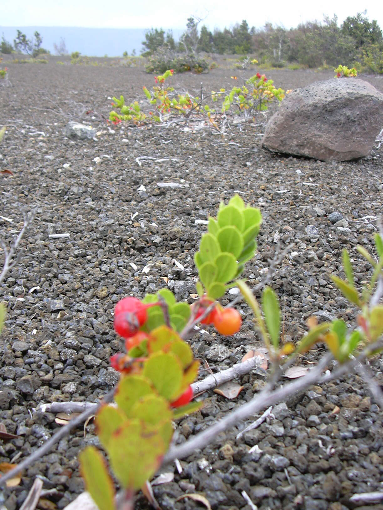 Image de Vaccinium reticulatum Sm.