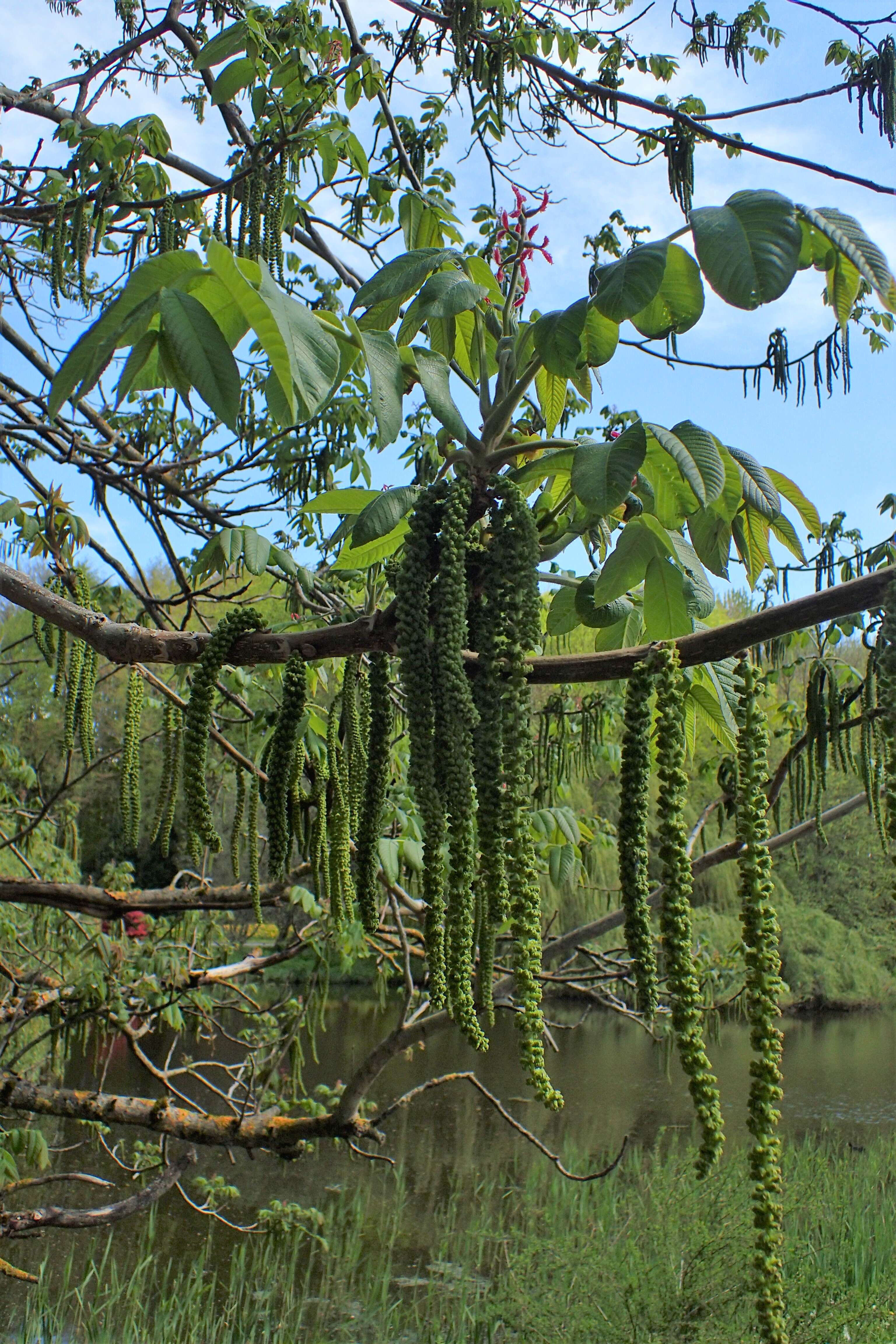 Image of Juglans ailantifolia