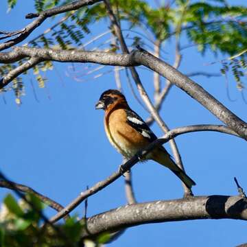 Image of Black-headed Grosbeak