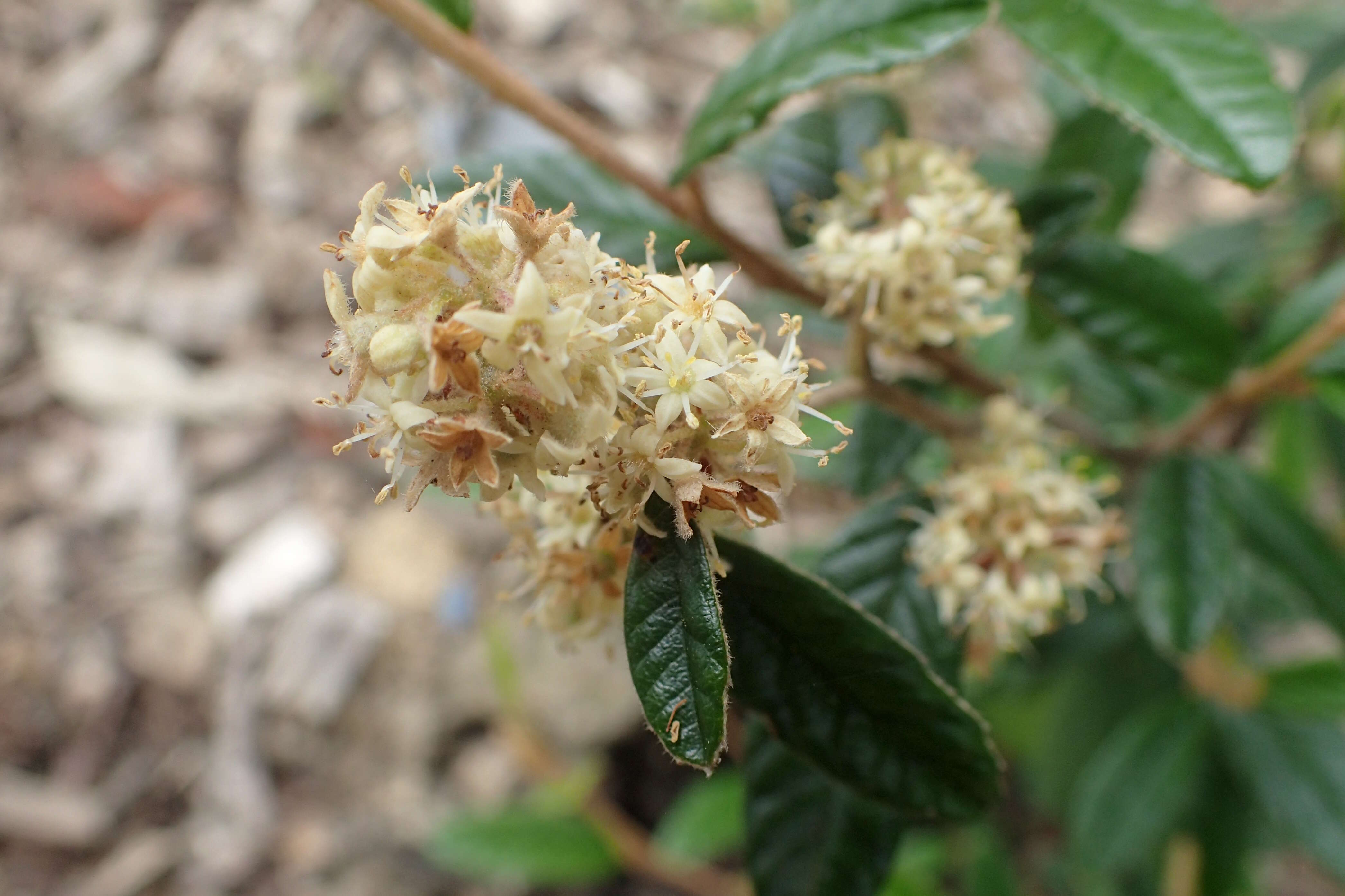 Image of Pomaderris rugosa Cheesem.