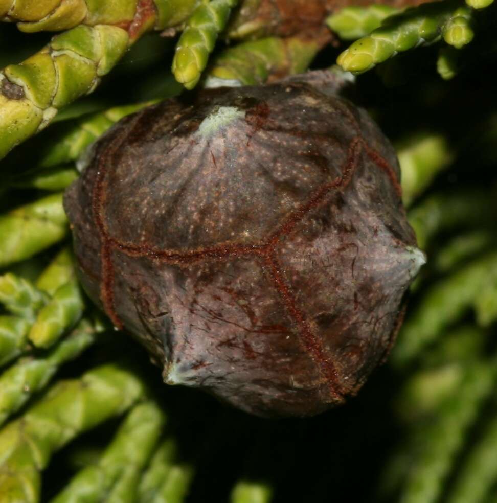 Image of Cupressus × leylandii