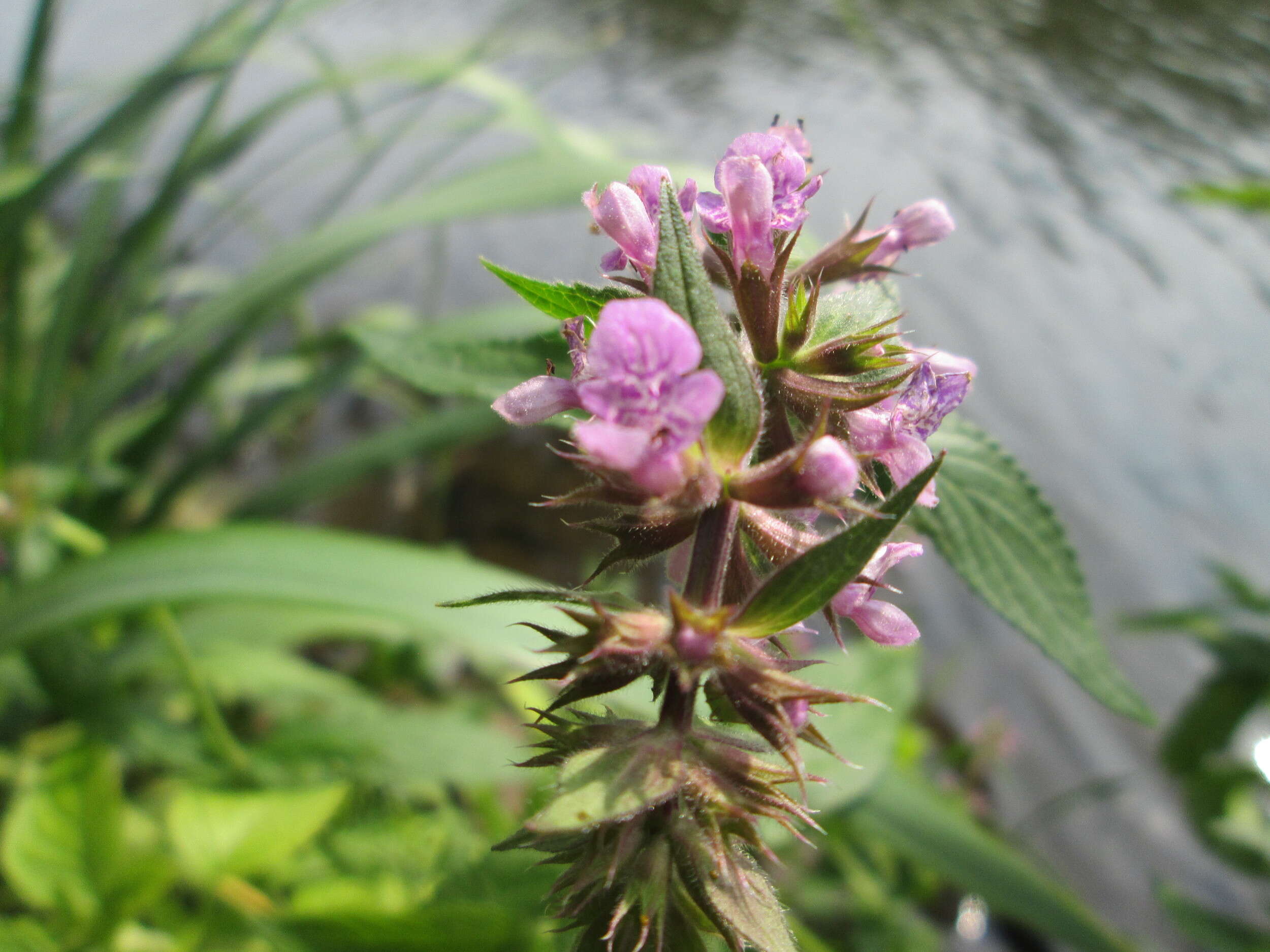 Слика од Stachys palustris L.