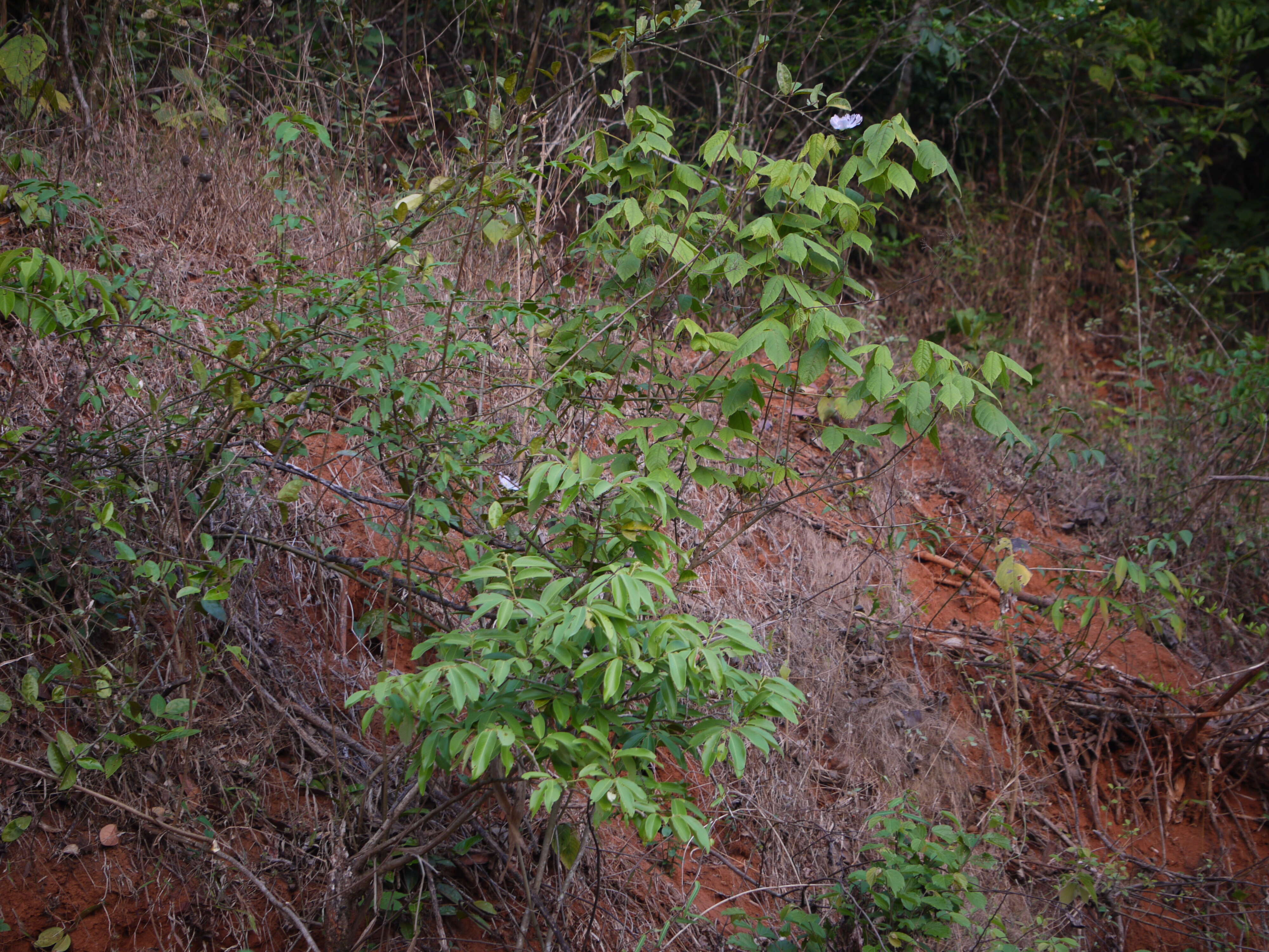 Image of Capparis zeylanica L.