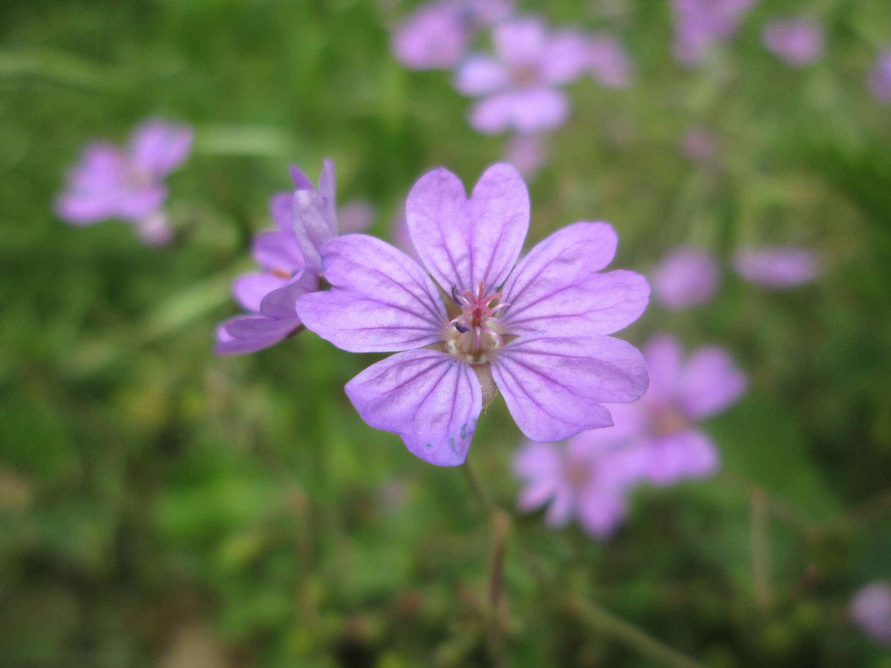 Image of hedgerow geranium