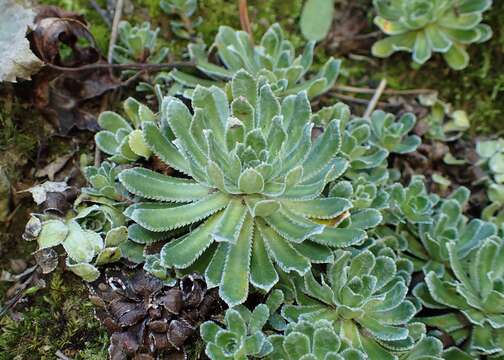 Image of Livelong Saxifrage