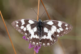 Image of marbled white