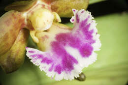 Image of Vanda flabellata (Rolfe ex Downie) Christenson