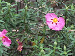 Image of Cistus × purpureus