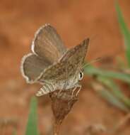 صورة Crudaria capensis van Son 1956