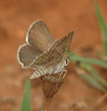 Image of Crudaria capensis van Son 1956