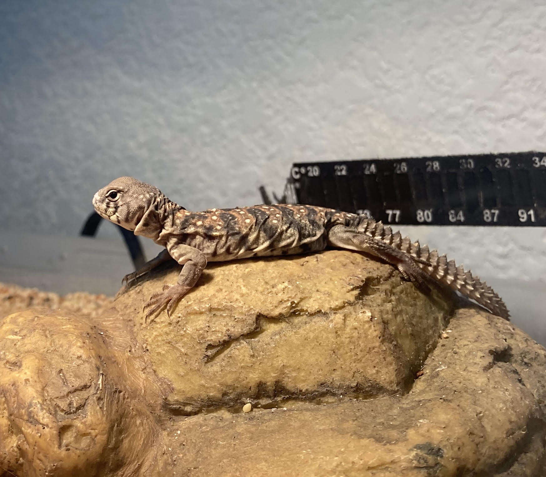 Imagem de Uromastyx ocellata Lichtenstein 1823