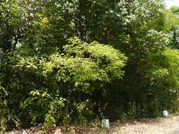 Image of Vitex altissima L. fil.