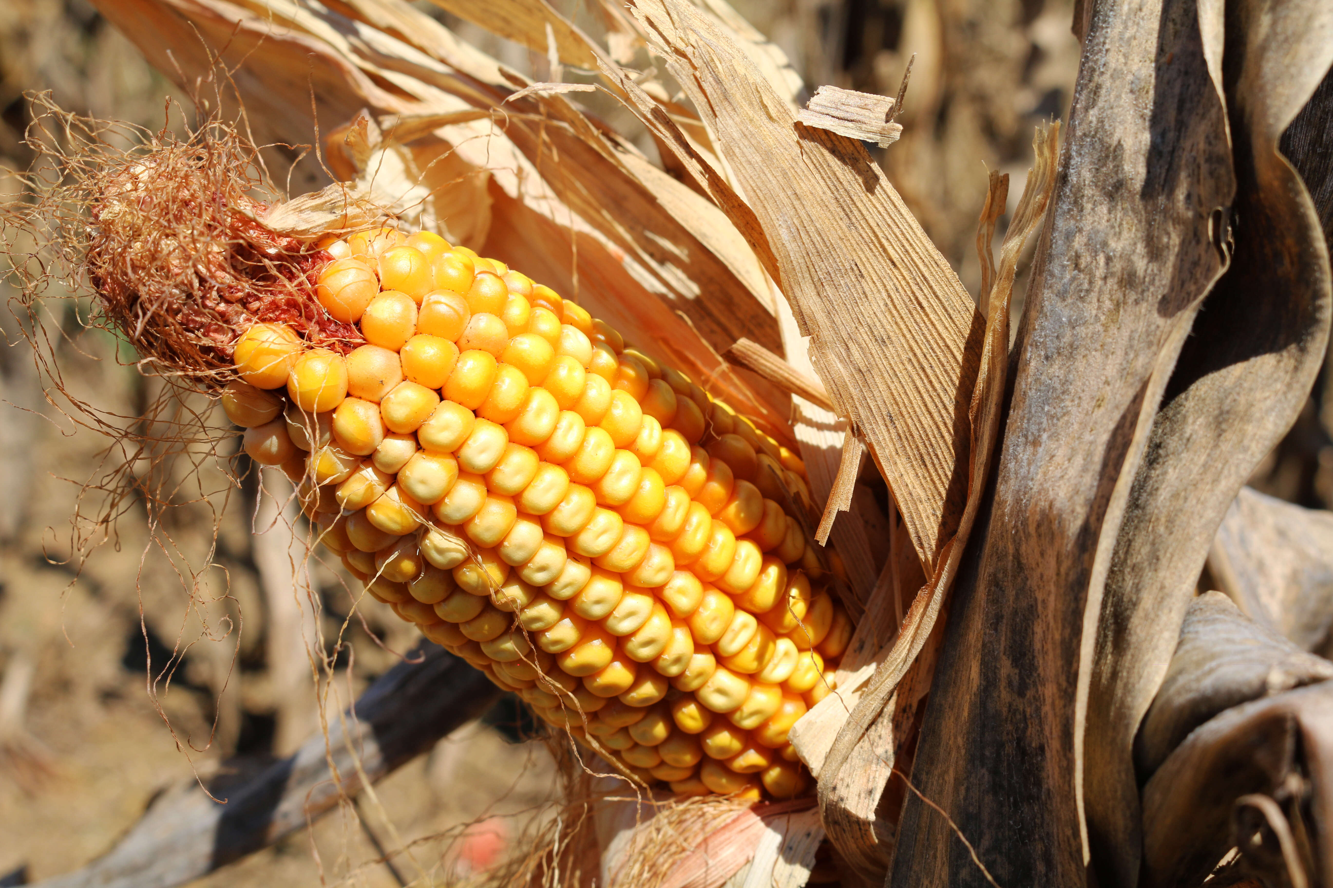 Image of Zea mays Saccharata