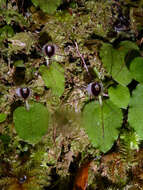 Image de Corybas oblongus (Hook. fil.) Rchb. fil.