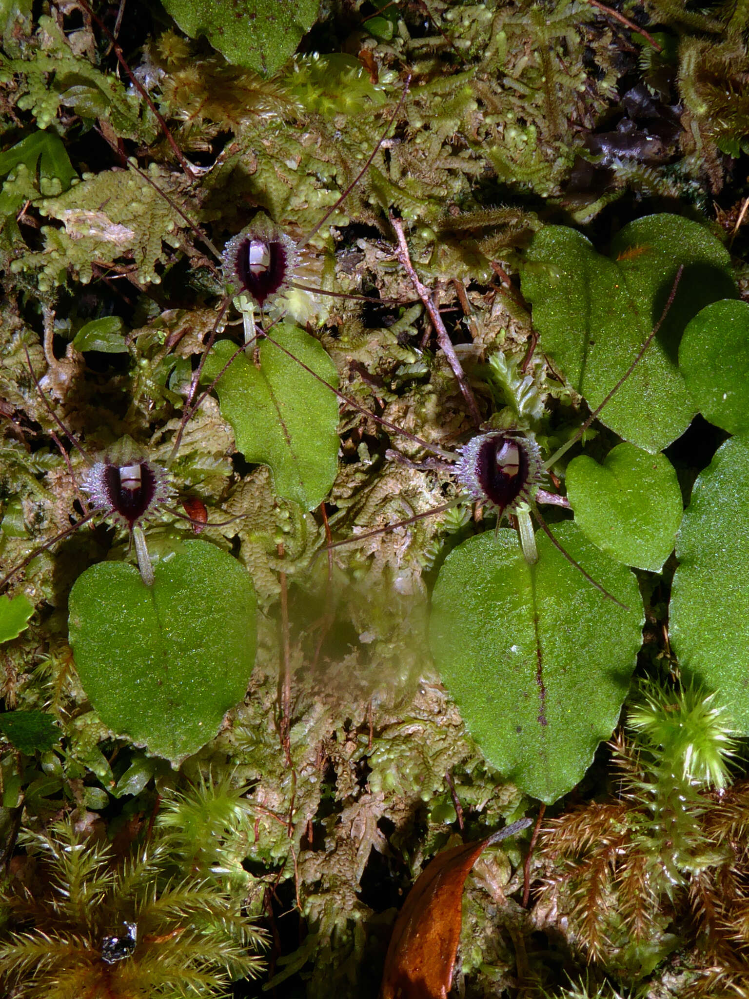 Image de Corybas oblongus (Hook. fil.) Rchb. fil.