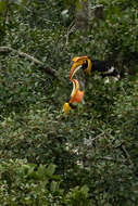 Image of Great Indian Hornbill