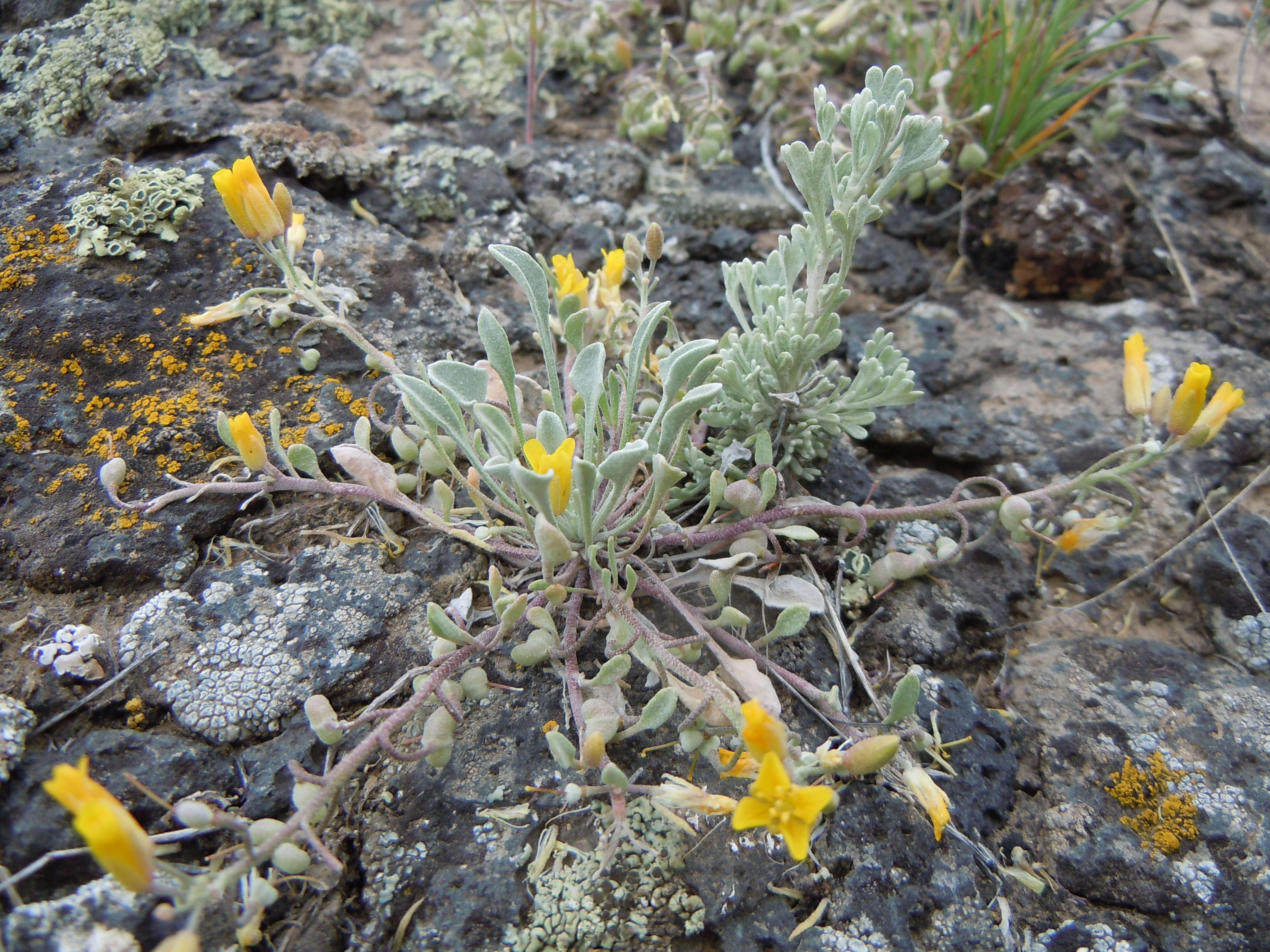 Plancia ëd Physaria ludoviciana (Nutt.) O'Kane & Al-Shehbaz