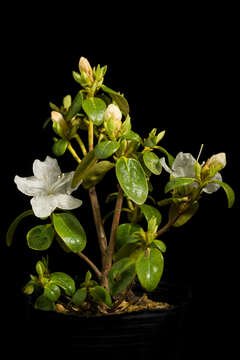 صورة Rhododendron dauricum L.